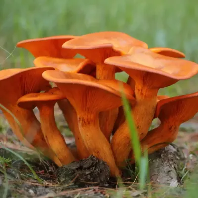 Omphalotus Olearius