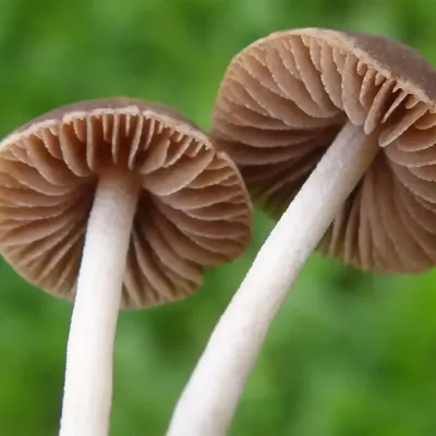 Panaeolus Foenisecii