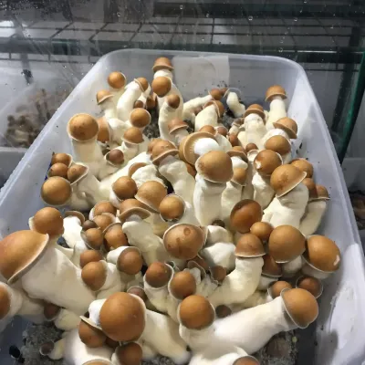 Inveja de Pênis Sem Corte