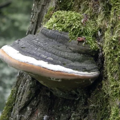 Phellinus Igniarius