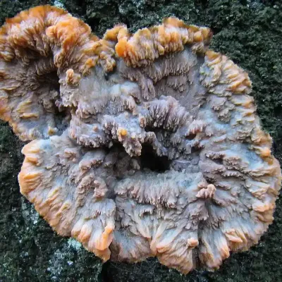 Phlebia Radiata