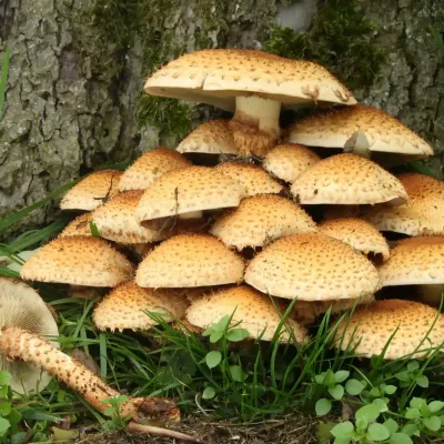 Pholiota Squarrosa