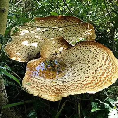 Polyporus squamosus