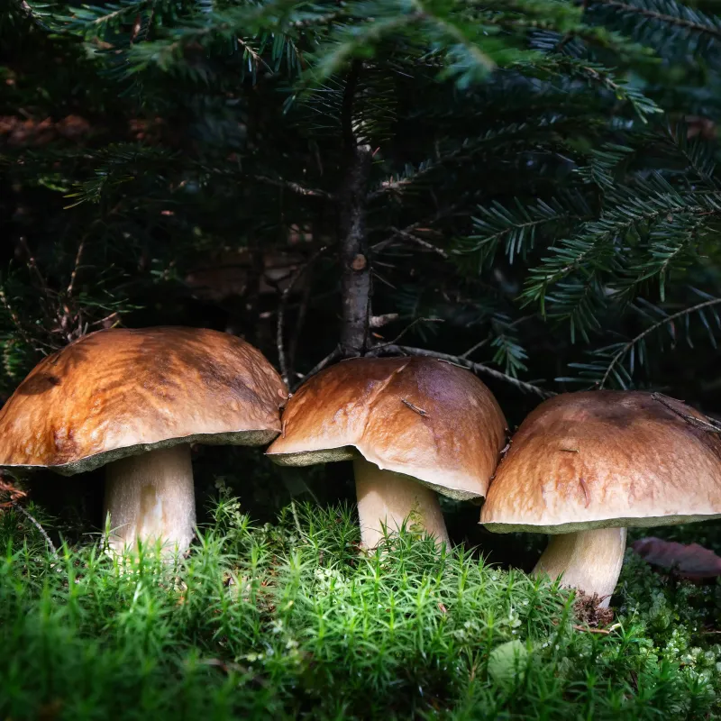 Porcini