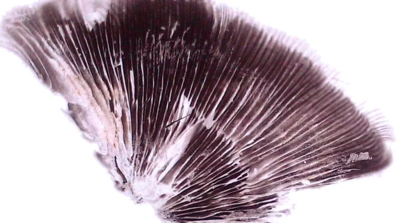 spore print