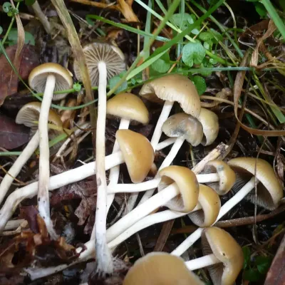 Psilocybe Bohemica