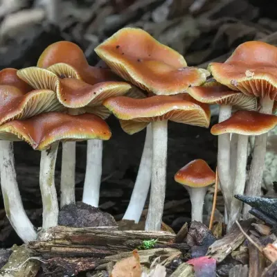 Psilocybe Cyanescens