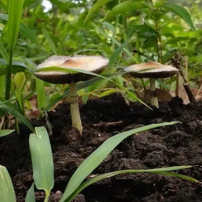 Psilocybe Subcubensis Mushroom