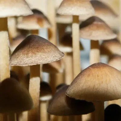 Psilocybe Tampanensis