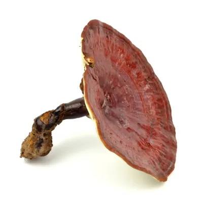 Reishi