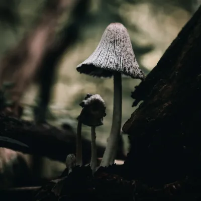 Shaggy Mane