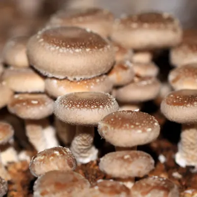 Shiitake