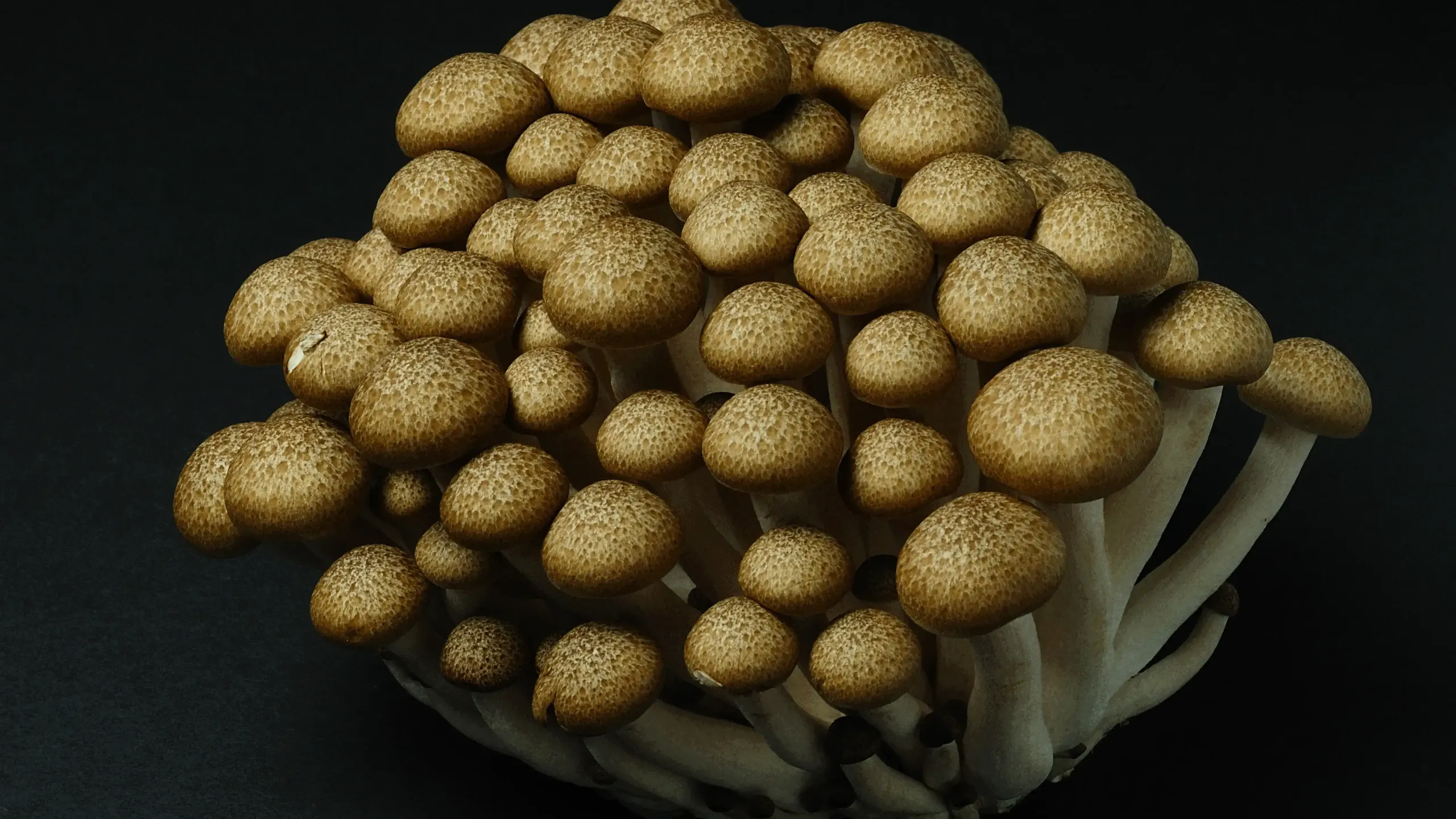 P. ‘Hitomi’ mix sporeling 04 Browse All Species | ShroomSpy