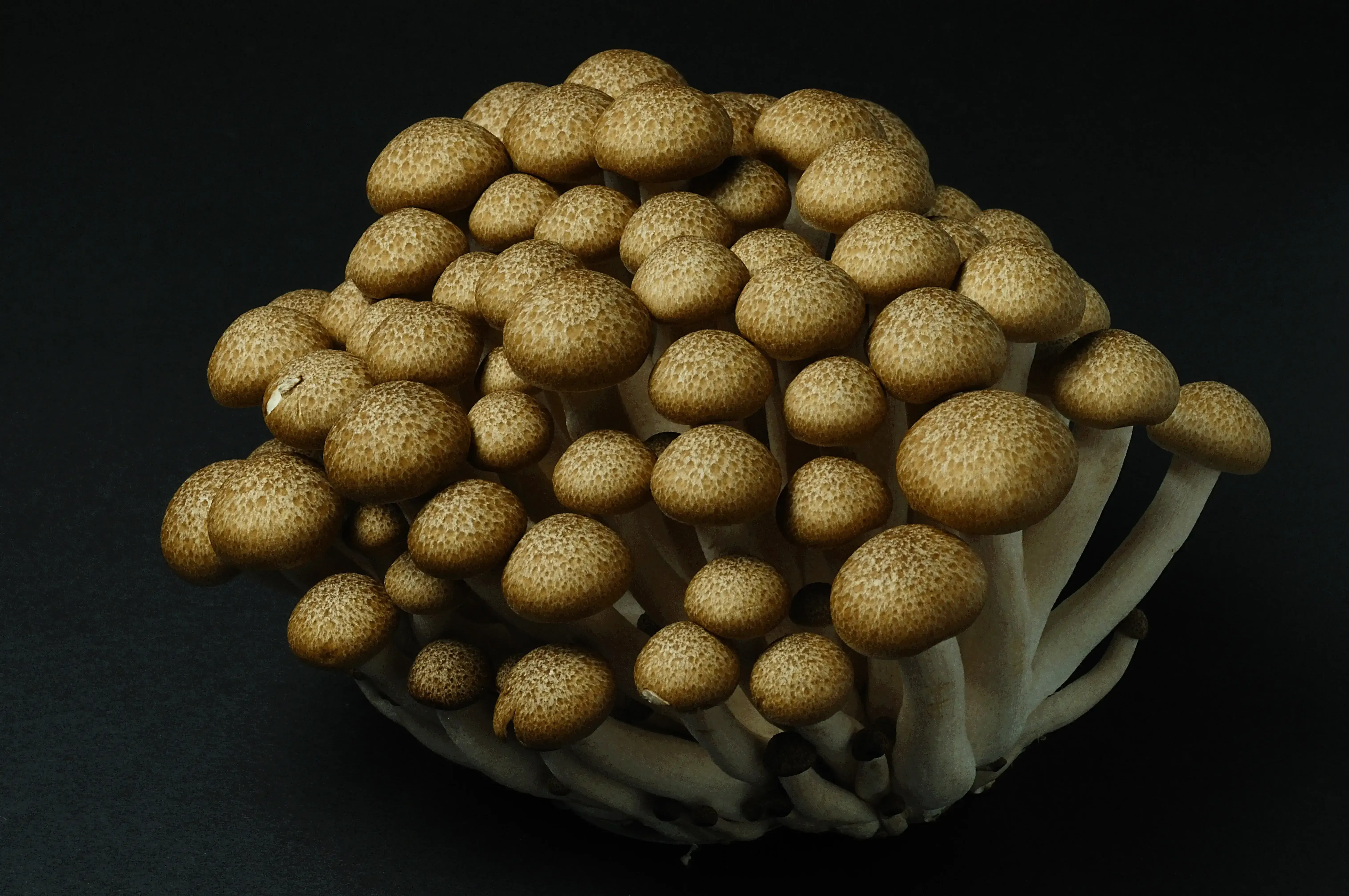 Browse All Species | ShroomSpy