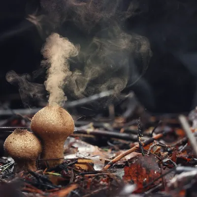 [object Object]