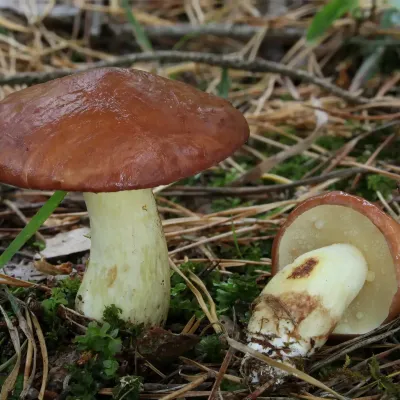 Suillus granulatus