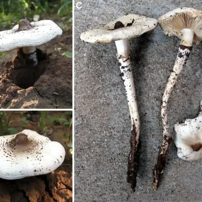Termitomyces Robustus