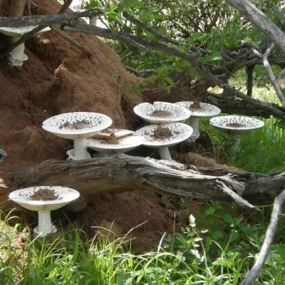 Termitomyces Titanicus