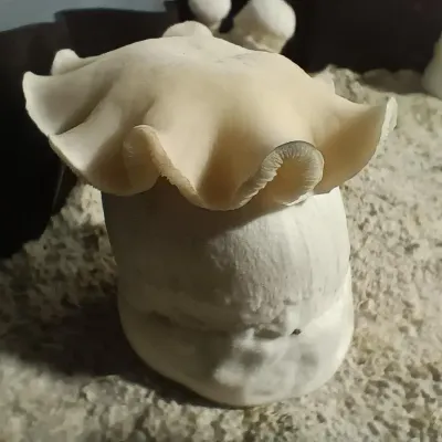 [object Object]