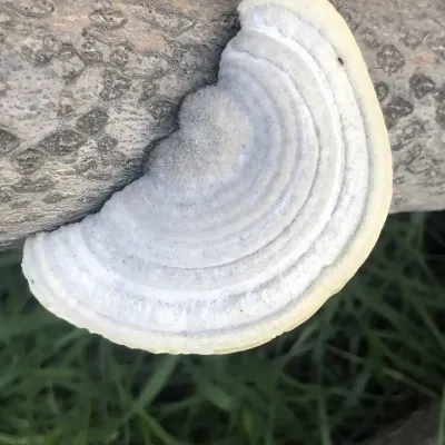 Trametes Hirsuta  Mushroom