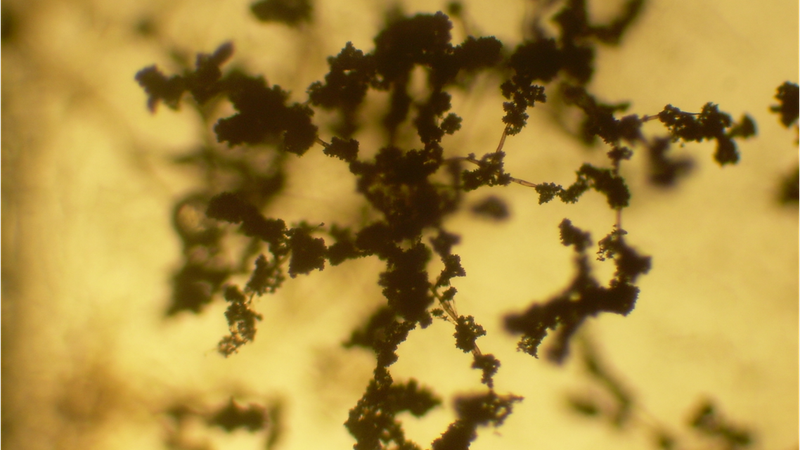 Trichoderma conidiophores