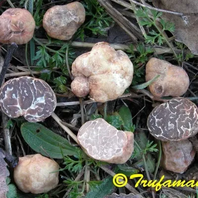 Tuber borchii