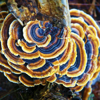 Turkey Tail