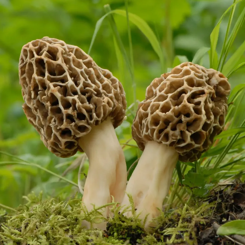 Yellow Morel