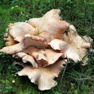 Albatrellus confluens (Common Earthfan) mushroom