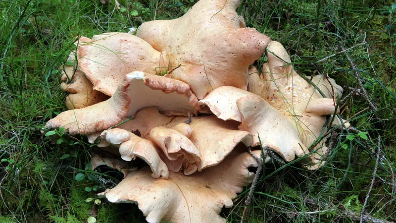 Albatrellus confluens (Common Earthfan) mushroom