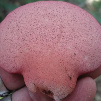 Beefsteak Sawdust Spawn - (Fistulina hepatica ) - 5lb - Image 2