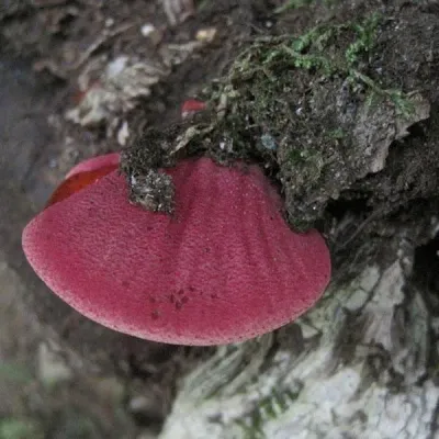 Beefsteak Sawdust Spawn - (Fistulina hepatica ) - 5lb - Image 3