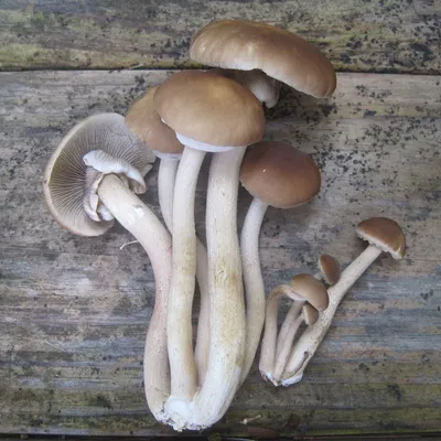 Black Poplar "Piopinno" MycoGarden Fruiting Kit- (Agrocybe aegerita) - Image 2