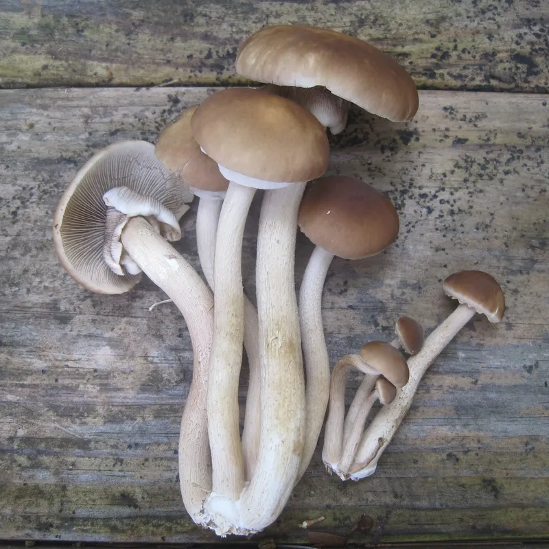 Black Poplar "Piopinno" MycoGarden Fruiting Kit- (Agrocybe aegerita) - Image 2