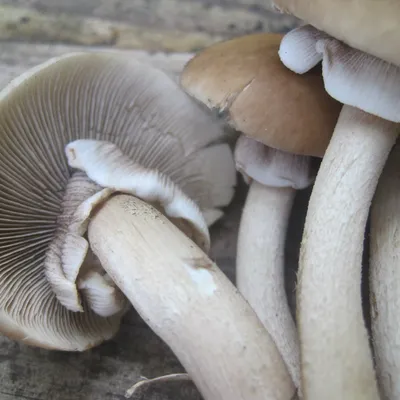 Black Poplar "Piopinno" MycoGarden Fruiting Kit- (Agrocybe aegerita) - Image 3