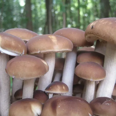 Black Poplar "Piopinno" Plug Spawn - (Agrocybe aegerita) - Product Image