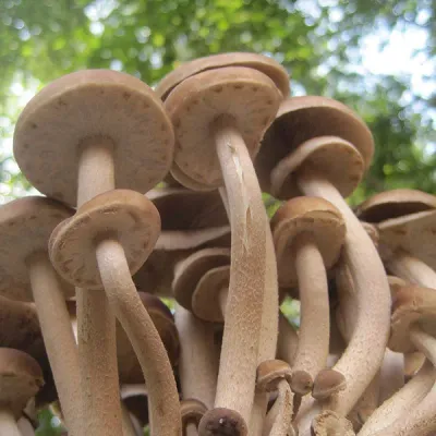 Black Poplar "Piopinno" Plug Spawn - (Agrocybe aegerita) - Image 2