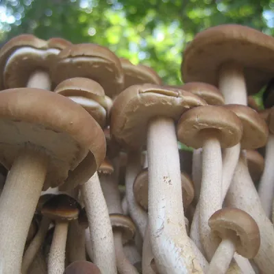 Black Poplar "Piopinno" Plug Spawn - (Agrocybe aegerita) - Image 3