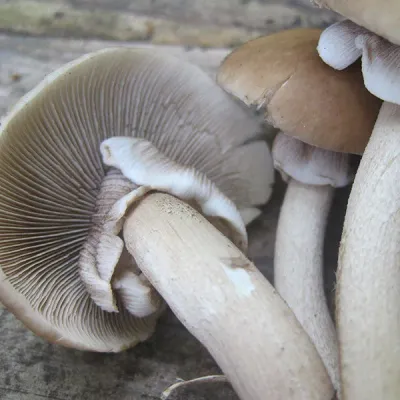 Black Poplar "Piopinno" Plug Spawn - (Agrocybe aegerita) - Image 4