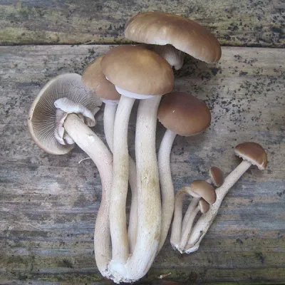 Black Poplar "Piopinno" Plug Spawn - (Agrocybe aegerita) - Image 5