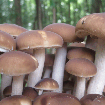 Black Poplar "Piopinno" Sawdust Spawn - (Agrocybe aegerita) - Product Image