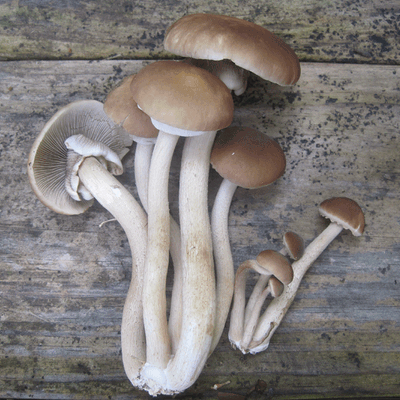 Black Poplar "Piopinno" Sawdust Spawn - (Agrocybe aegerita) - Image 2