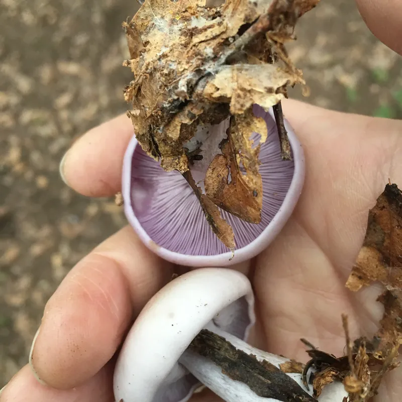 Blewit “Lepista nuda” Living Mulch - Image 5