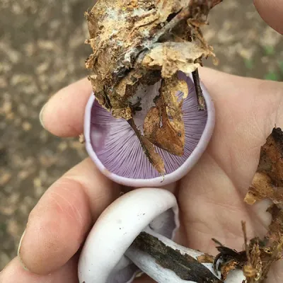 Blewit - (Lepista nuda) Sawdust Spawn- 5lb - Product Image