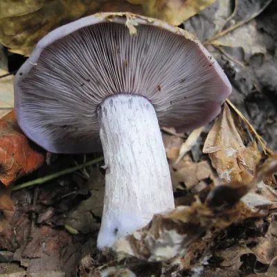 Blewit - (Lepista nuda) Sawdust Spawn- 5lb - Image 2