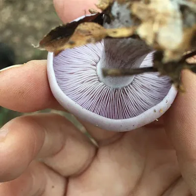 Blewit - (Lepista nuda) Sawdust Spawn- 5lb - Image 3