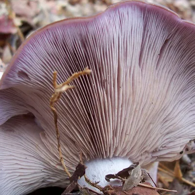 Blewit - (Lepista nuda) Sawdust Spawn- 5lb - Image 4