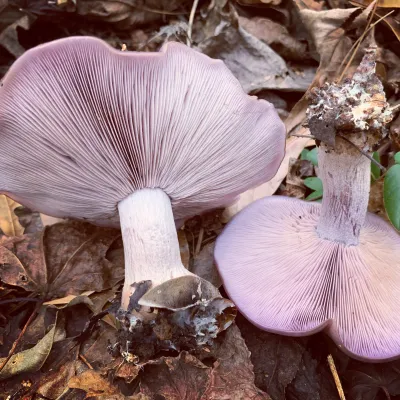 Blewit Living Mulch (Lepista nuda) - 5lb - Product Image