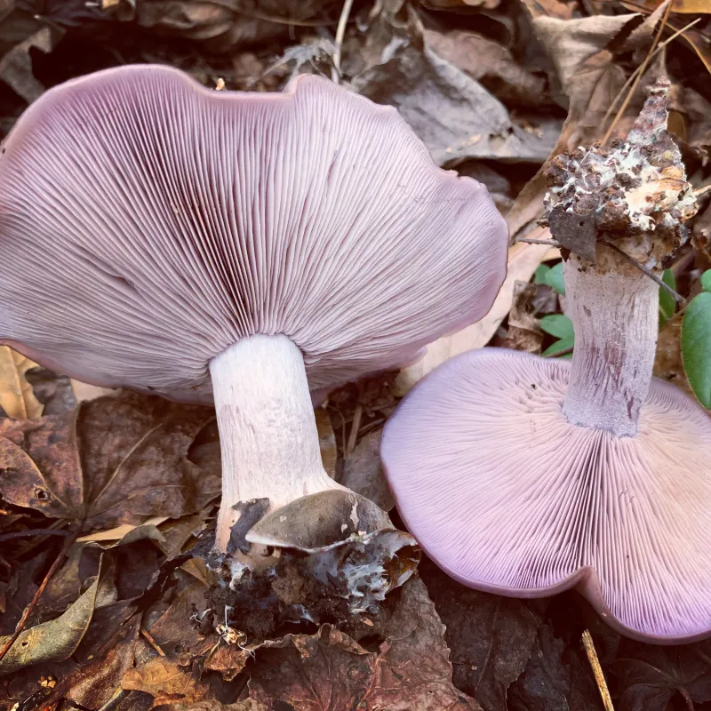 Blewit Living Mulch (Lepista nuda) - 5lb - Product Image
