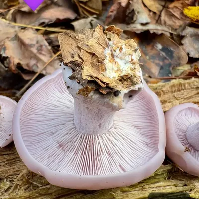 Blewit Living Mulch (Lepista nuda) - 5lb - Image 2